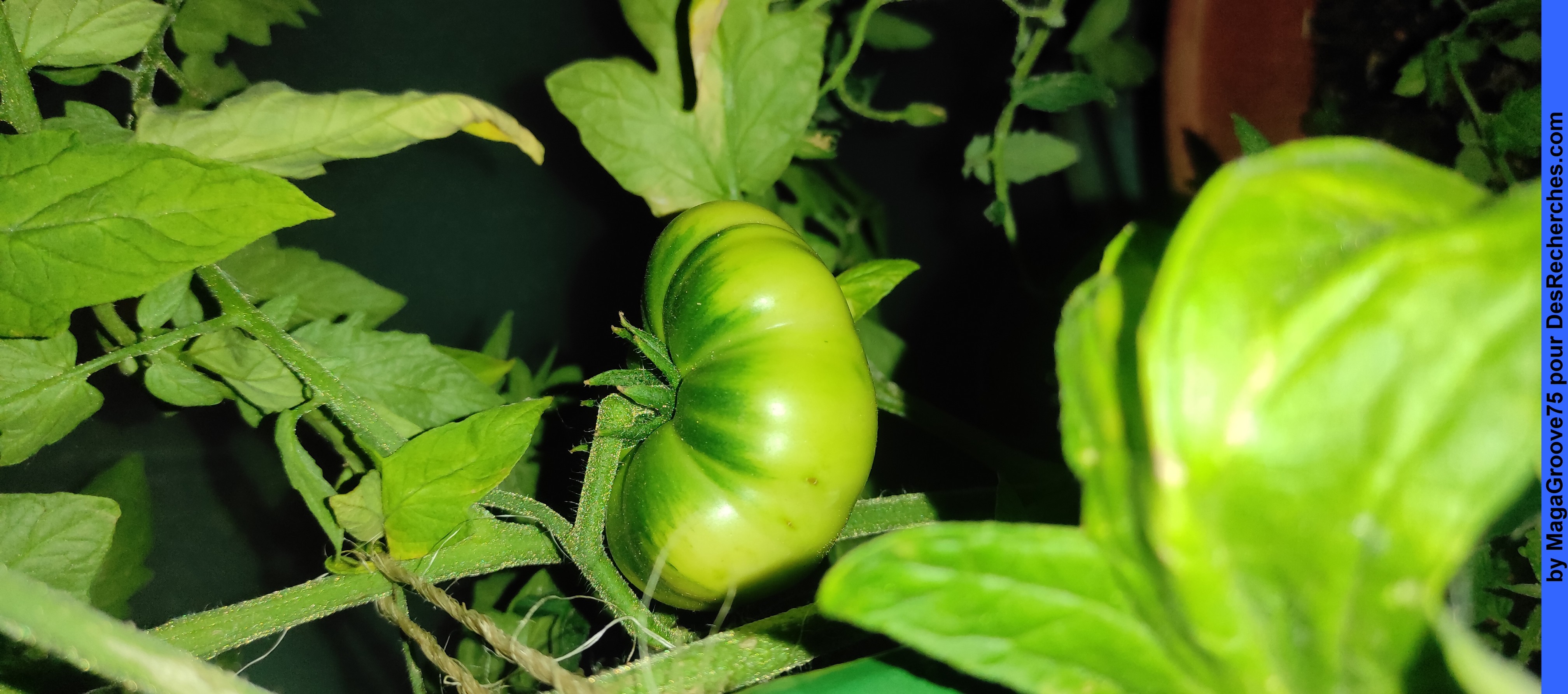 Photos de Tomate - copyright MagaGroove75 - 072023-2